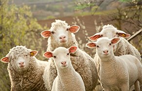 Qurbani and its importance